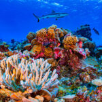 arrecife-roatan